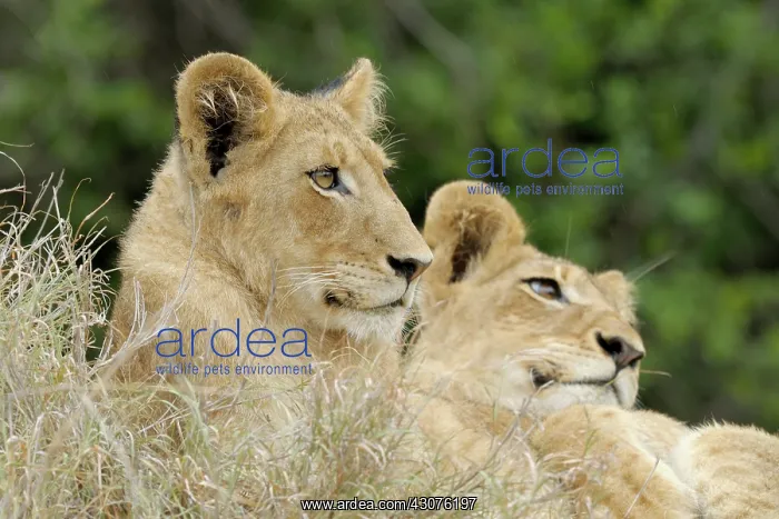 : Lion. Two Lion cubs (Panthera leo) lying in tall grass in the rain : Lion. Two Lion cubs (Panthera leo) lying in tall grass in the rain