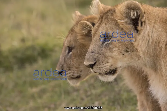 : Two lion cubs, Panthera leo, Masai Mara National : Two lion cubs, Panthera leo, Masai Mara National