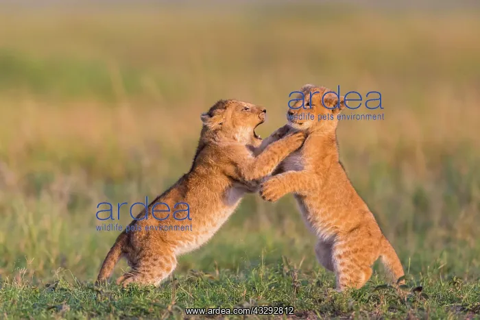: Two lion cubs (Panthera leo) playing in grass, Masai : Two lion cubs (Panthera leo) playing in grass, Masai