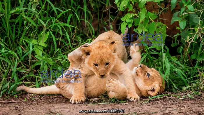 : Two lion cubs (Panthera leo) are playing each ot : Two lion cubs (Panthera leo) are playing each ot