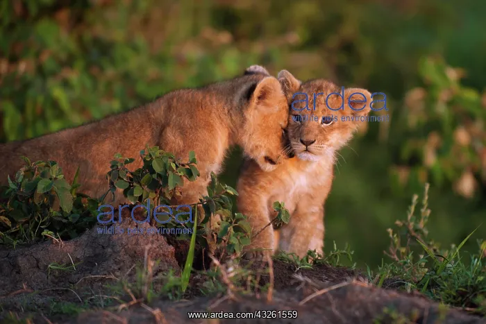  : Lion cubs (Panthera leo) snuggling up to each other