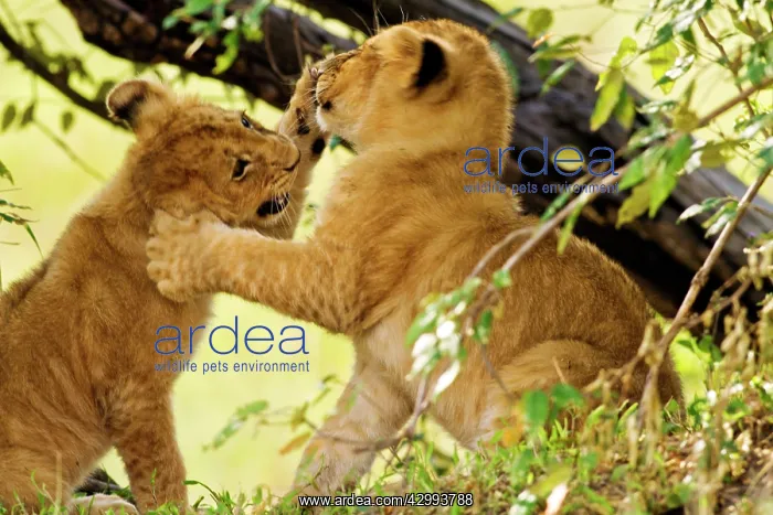 : Lion cubs - at play : Lion cubs - at play