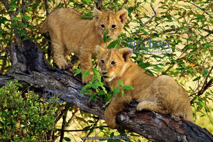  : Lion cubs - at play on a tree