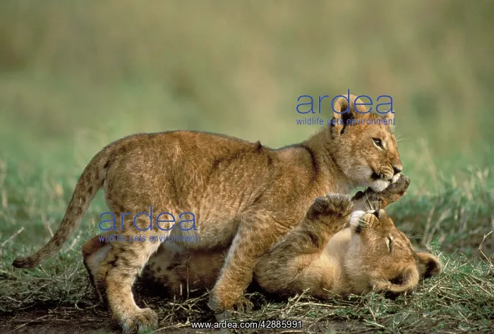 : Lion - Two cubs playing together : Lion - Two cubs playing together