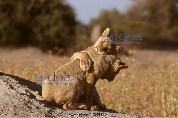 : LION - two cubs playing : LION - two cubs playing