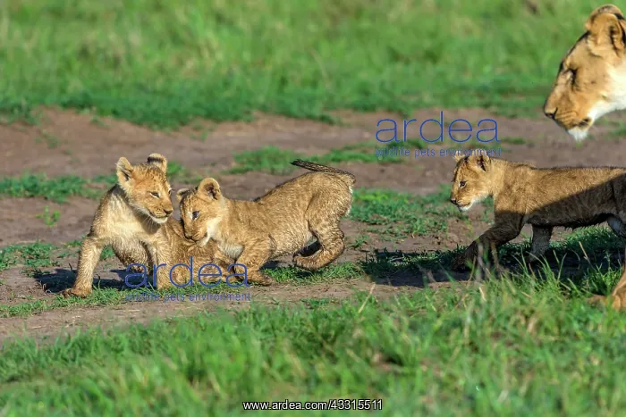 : Lion Cubs playing in Masai Mara : Lion Cubs playing in Masai Mara