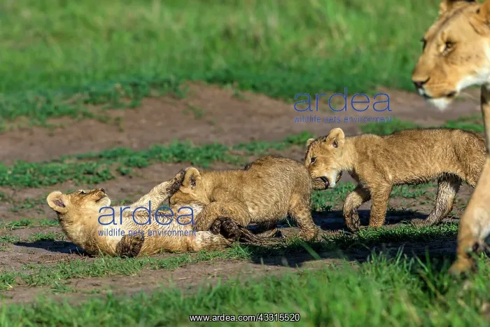 : Lion Cubs playing in Masai Mara : Lion Cubs playing in Masai Mara
