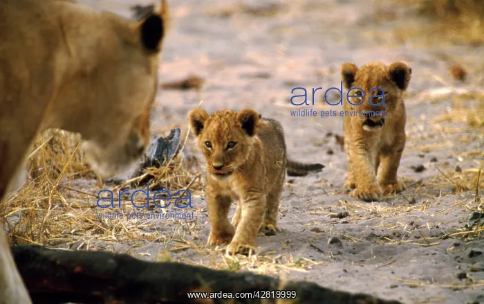 : LION - two cubs, respond to the call of their mother : LION - two cubs, respond to the call of their mother