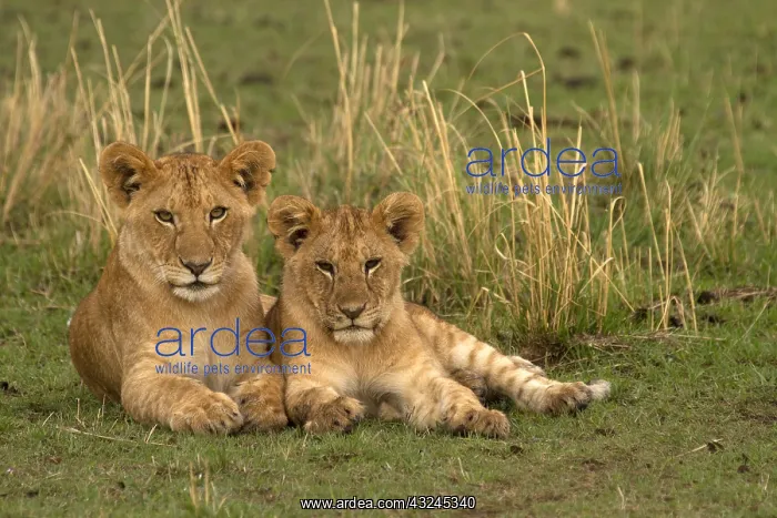  : Lion cubs - sitting together - Kenya, Africa