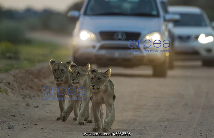 : Lion - three cubs walking on a road - at dawn - : Lion - three cubs walking on a road - at dawn -