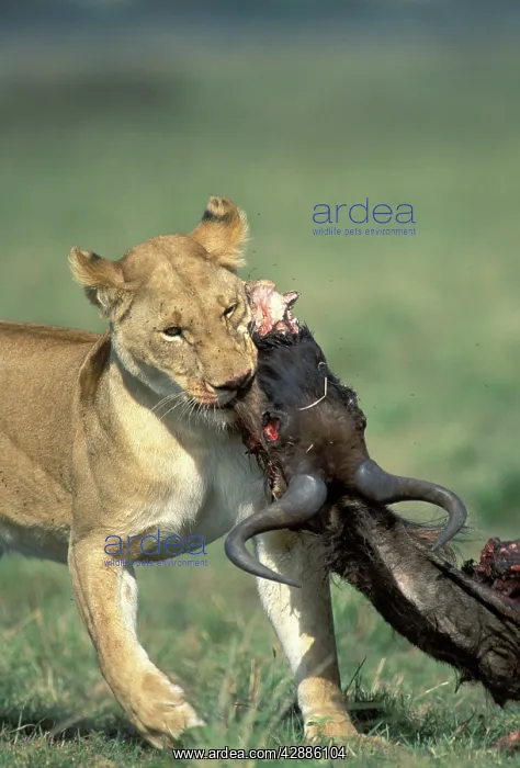  : Lion - dragging prey