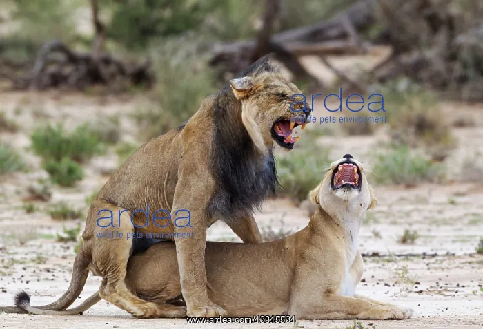  : Lion. Fairly old black-maned Kalahari male and female