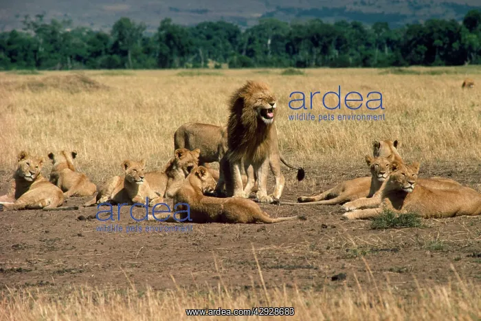 : Lion - family pride : Lion - family pride