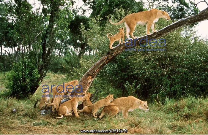: LION - family / pride climbing tree : LION - family / pride climbing tree