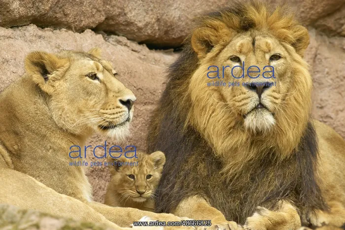 : Lion family resting on rocks, consisting of lion, lioness : Lion family resting on rocks, consisting of lion, lioness