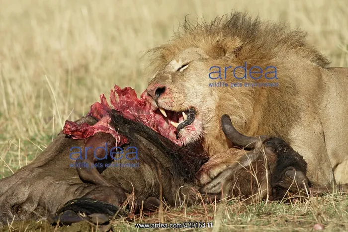 : Lion - feeding on kill : Lion - feeding on kill