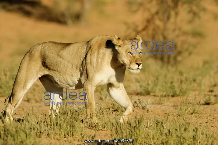 : Lion - female : Lion - female