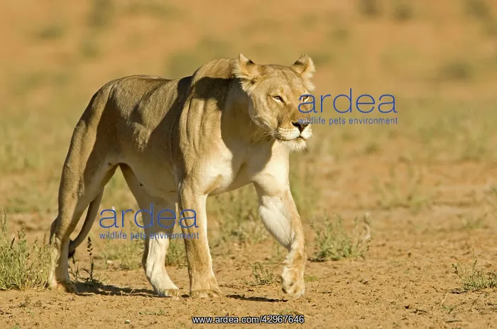 : Lion - female : Lion - female