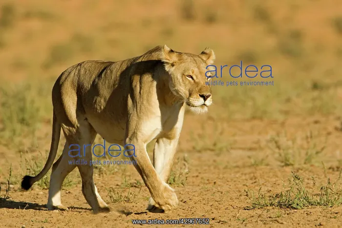: Lion - female : Lion - female