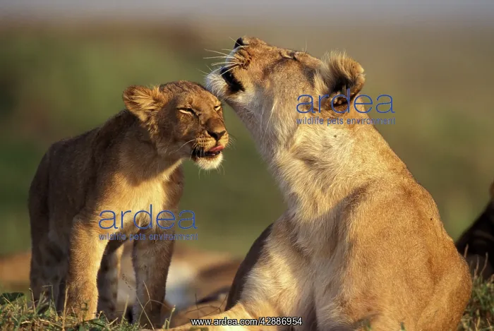 : Lion - Female with cub : Lion - Female with cub