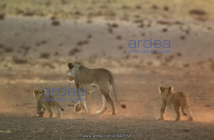 : Lion - female with two cubs in the light of the : Lion - female with two cubs in the light of the
