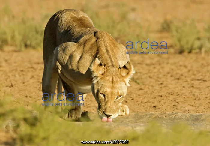: Lion - female drinking : Lion - female drinking