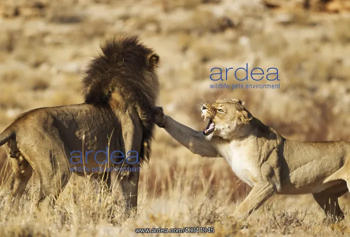  : Lion - female in heat and black-maned Kalahari male