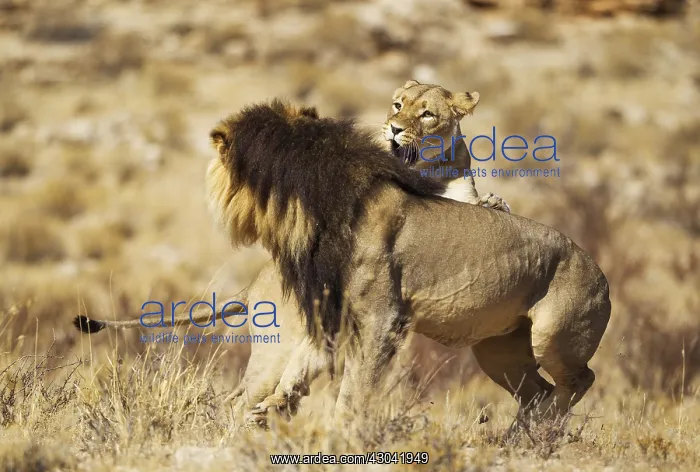 : Lion - female in heat and black-maned Kalahari male : Lion - female in heat and black-maned Kalahari male