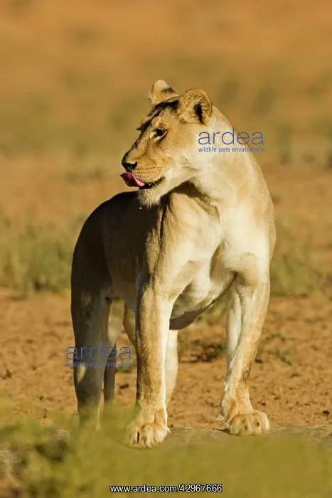 : Lion - female - Kgalagadi Transfrontier Park : Lion - female - Kgalagadi Transfrontier Park