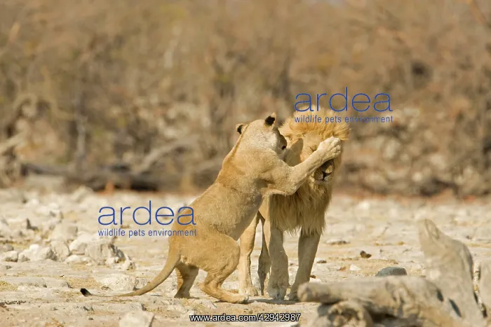: Lion - Female lashing out at a male : Lion - Female lashing out at a male