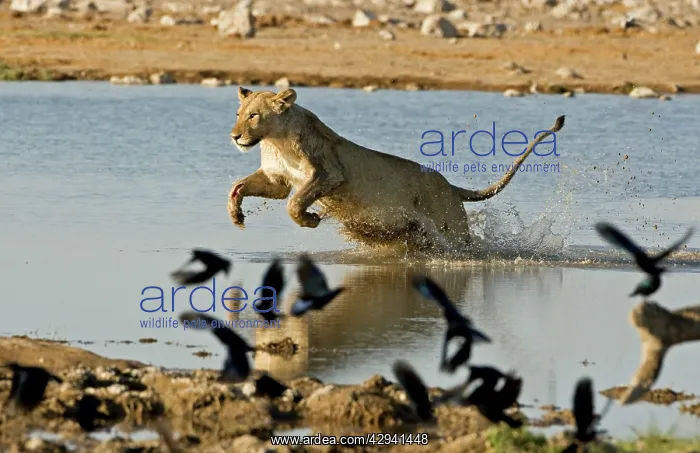 : Lion - Female leaping through water : Lion - Female leaping through water