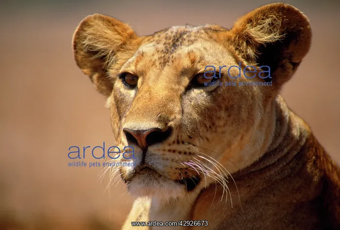 : Lion - female - Lioness : Lion - female - Lioness