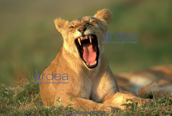 : Lion - Female / Lioness yawning : Lion - Female / Lioness yawning