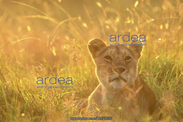 : Lion - Female lying down in grass : Lion - Female lying down in grass