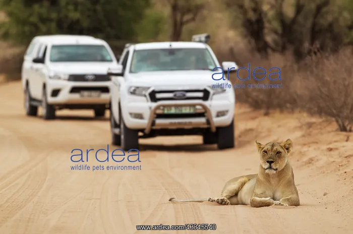 : Lion. Female resting on a road. Behind it tourist : Lion. Female resting on a road. Behind it tourist