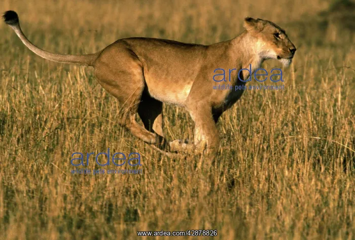 : Lion - Female running through grass : Lion - Female running through grass