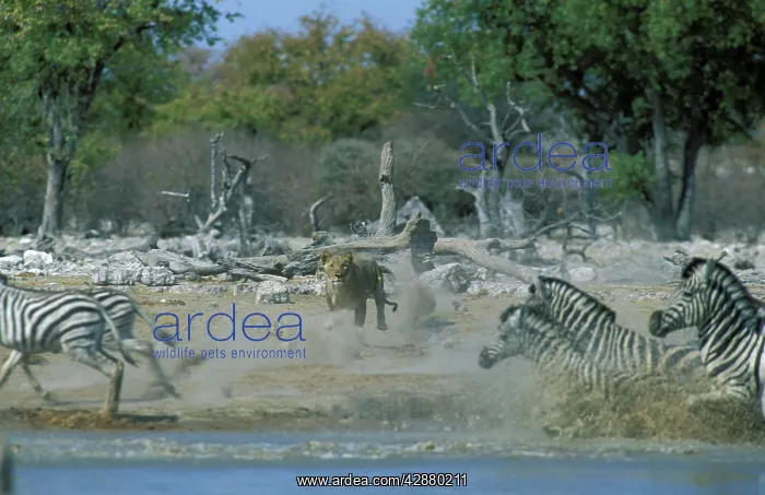 : Lion - Female, unsuccessfully hunting a Burchell's : Lion - Female, unsuccessfully hunting a Burchell's