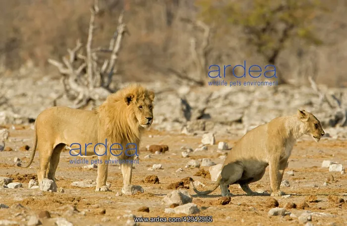 : Lion - Female urinating infront of a pride male : Lion - Female urinating infront of a pride male