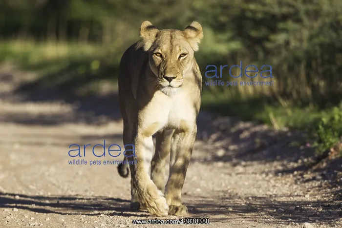 : Lion - female - walking on a road - Kalahari Desert : Lion - female - walking on a road - Kalahari Desert
