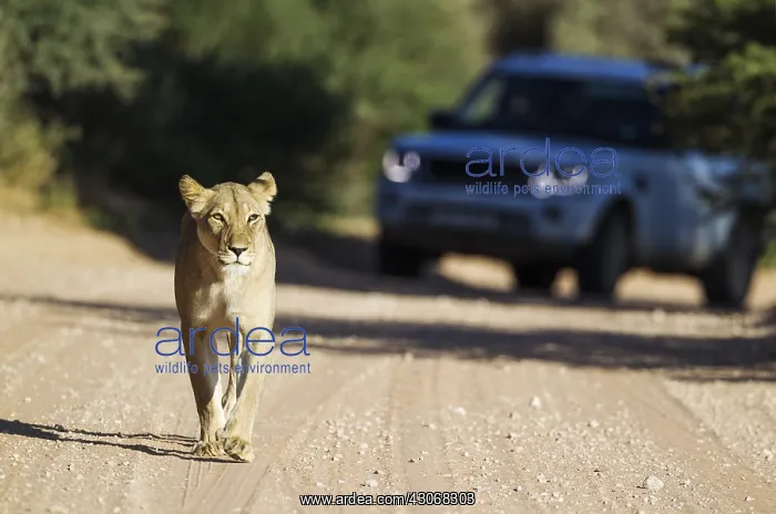 : Lion - female walking on a road - behind it a tourist : Lion - female walking on a road - behind it a tourist