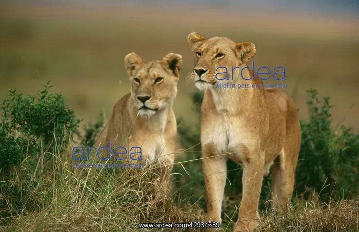 : Lion - two females / Lionesses : Lion - two females / Lionesses