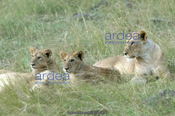 : Lion - three females resting : Lion - three females resting