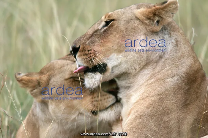 : Lion - two females rubbing heads : Lion - two females rubbing heads