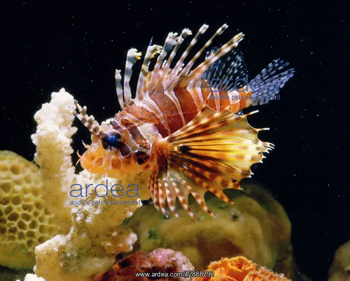 : Lion Fish : Lion Fish