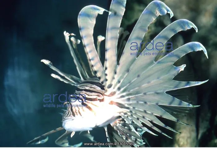 : LION FISH : LION FISH