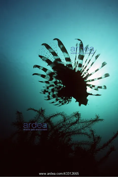 : LION FISH : LION FISH