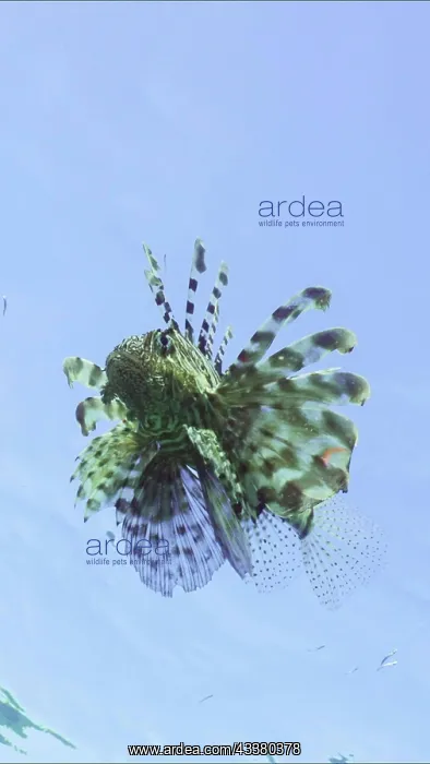 : Lion fish swims in blue Ocean on blue sky background : Lion fish swims in blue Ocean on blue sky background