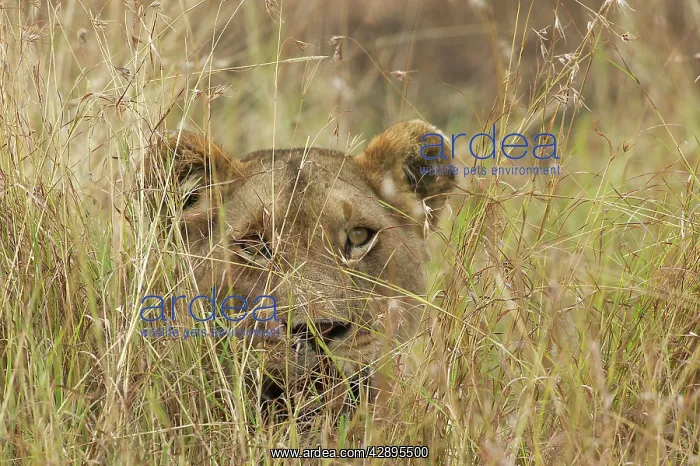 : Lion - In grass : Lion - In grass