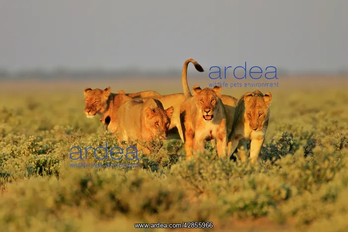  : Lion - group of lioness preparing for the hunt