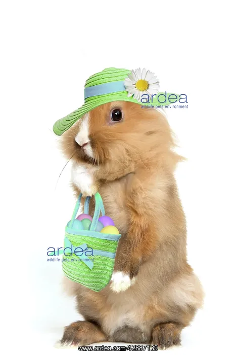 : Lion-headed Dwarf Rabbit - easter bunny wearing : Lion-headed Dwarf Rabbit - easter bunny wearing